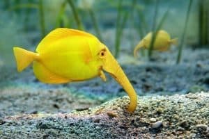 с Днем Снабженца