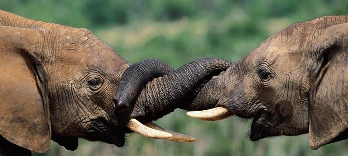 Международный День слонов